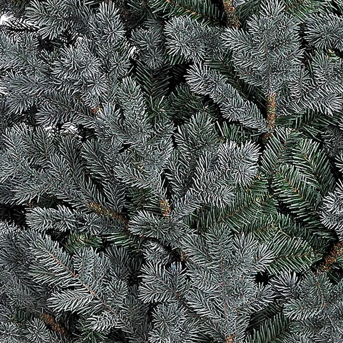 ⁦עץ אשוח לנובי גוד עם עלווה יצוקה בגוון כחול -185 ס"מ ABINGTON⁩ – תמונה ⁦2⁩