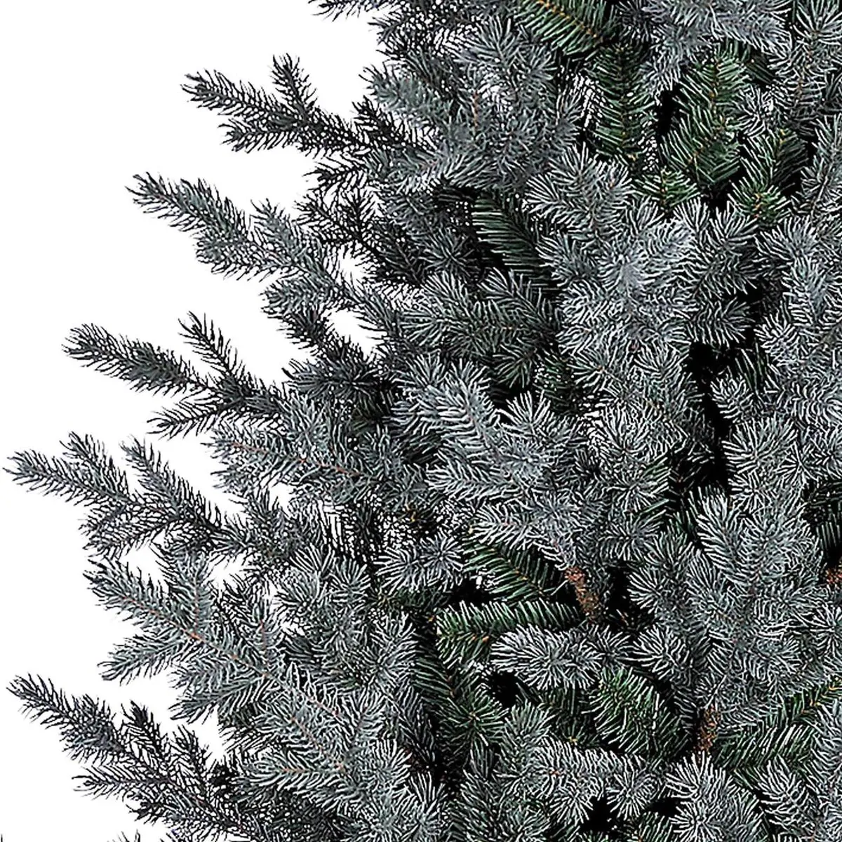 ⁦עץ אשוח לנובי גוד עם עלווה יצוקה בגוון כחול -185 ס"מ ABINGTON⁩ – תמונה ⁦4⁩