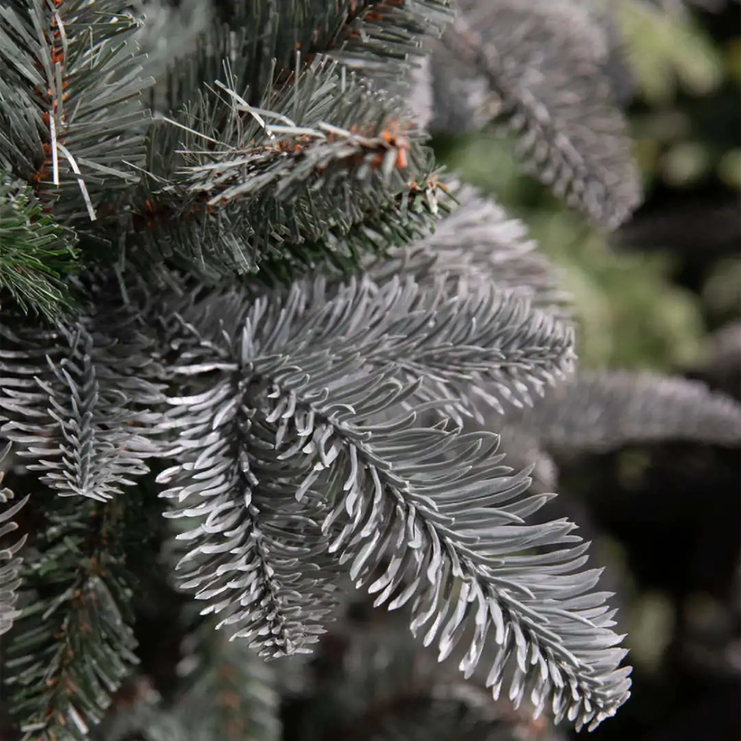 Елка искусственная Triumph Tree Abies Nordmann Forest blue deLuxe 215 см-(Нидерланды) — изображение 3