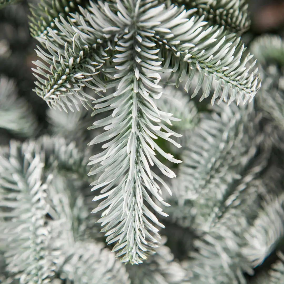 Новогодняя елка Triumph Tree Hallarin Frosted, зеленая заснеженная — изображение 5